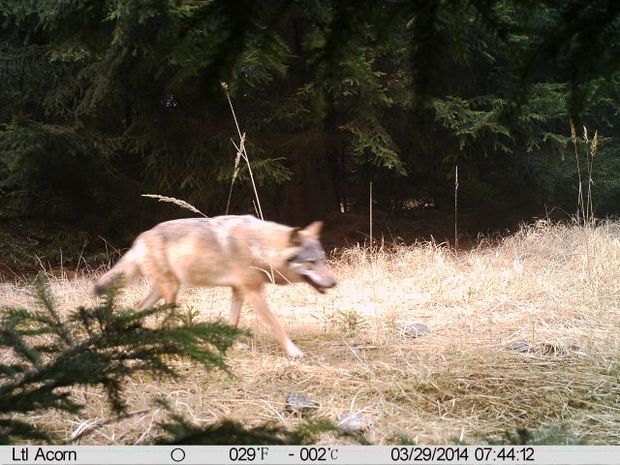 wolf captured by camera trap in Kokořínsko area; photo by: AOPK ČR, Správa CHKO Kokořínsko